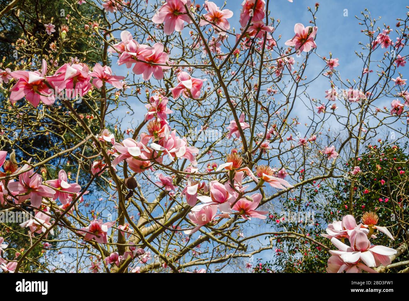 Frühling blühende rosafarbene magnolia Campbellii blüht im Frühling im RHS Garden, Wisley, Surrey im Frühjahr in Blüte Stockfoto