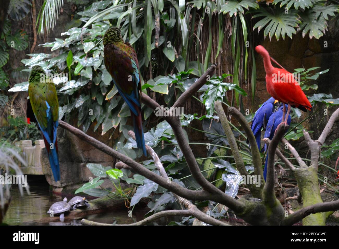 Rote und blaue Aras mit Scharlach-Ibises in Moody Gardens Rainforest Pyramid – Tropical Birds in Indoor Dschungel, Galveston TX Stockfoto