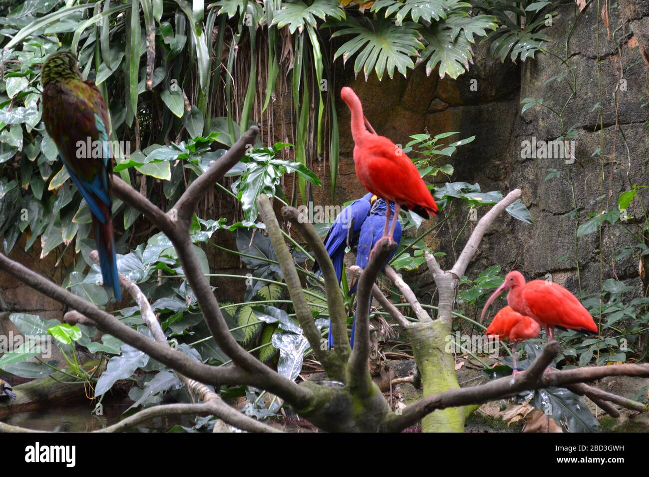 Rote und blaue Aras mit Scharlach-Ibises in Moody Gardens Rainforest Pyramid – Tropical Birds in Indoor Dschungel, Galveston TX Stockfoto