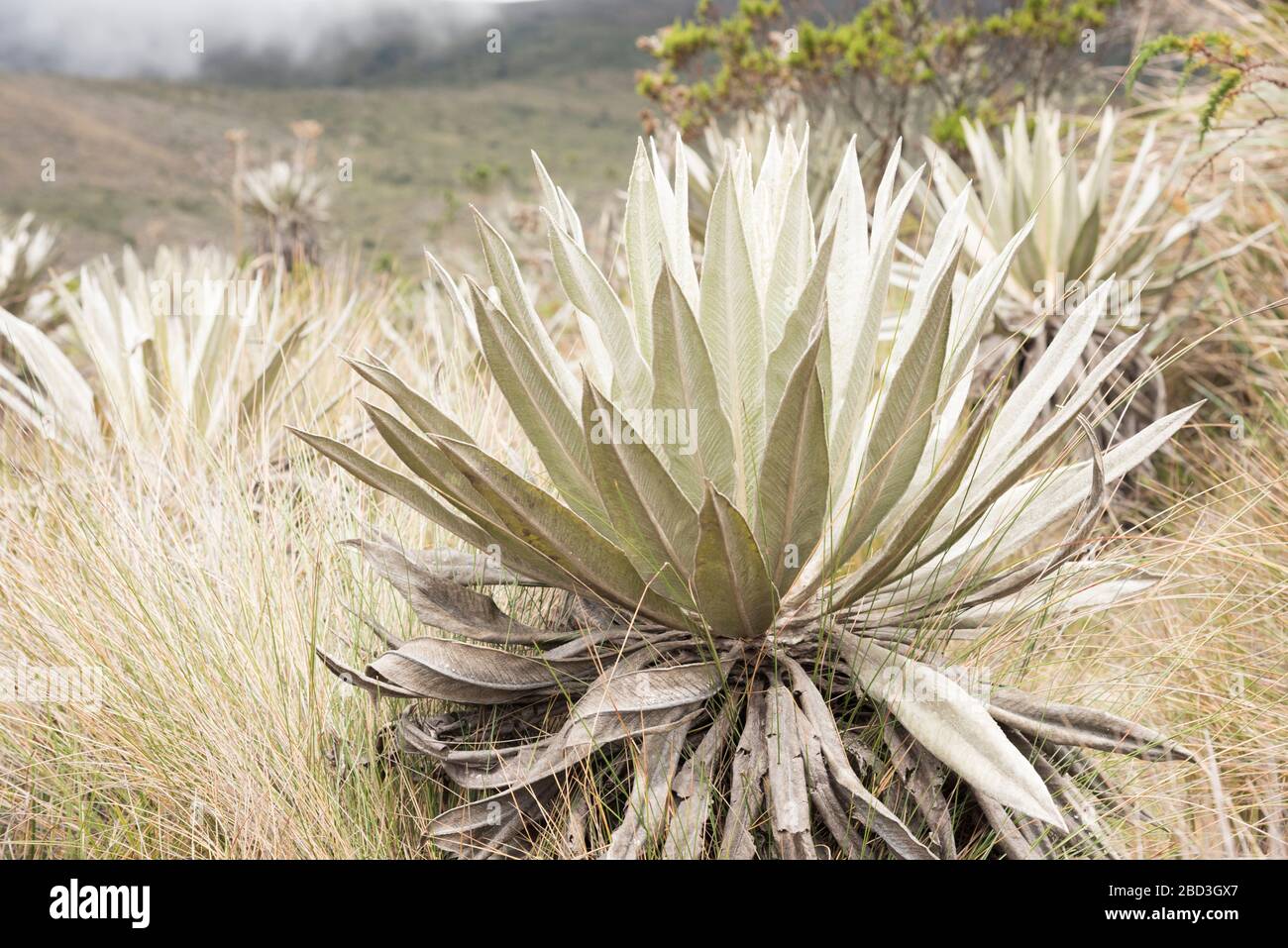 Chingaza-Nationalpark, Kolumbien. Native Vegetation, Paramoökosystem: Frailejon, Espeletia Stockfoto