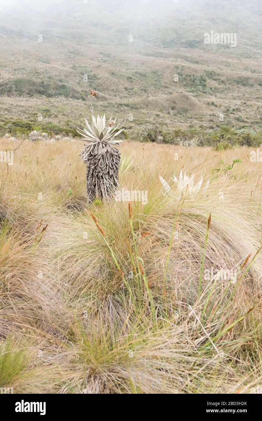 Chingaza-Nationalpark, Kolumbien. Einheimische Vegetation, Ökosystem der Parameter: Frailejone, Espeletia grandiflora Stockfoto
