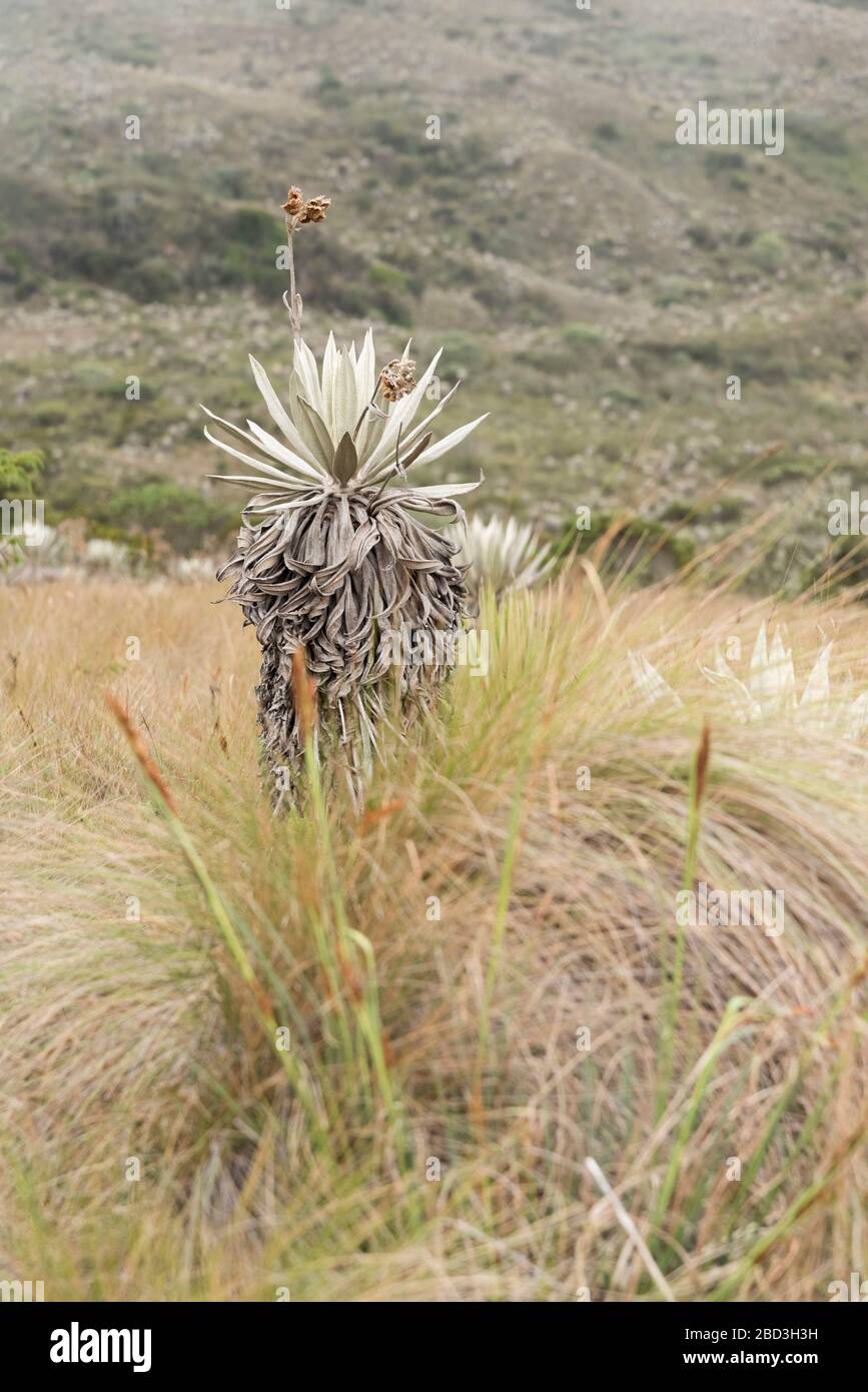 Chingaza-Nationalpark, Kolumbien. Einheimische Vegetation, Ökosystem der Parameter: Frailejone, Espeletia grandiflora Stockfoto