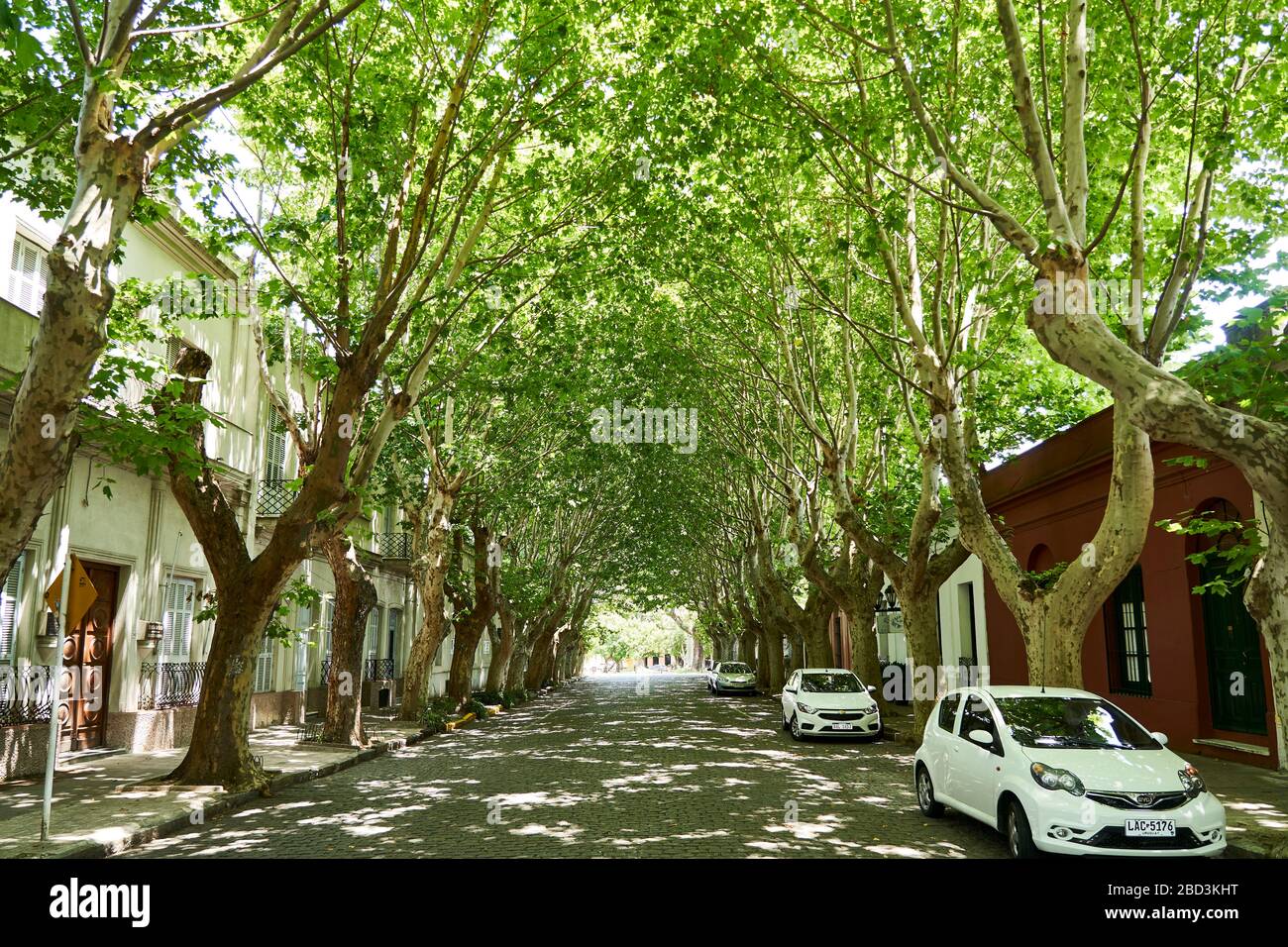 Von Bäumen gesäumte Straße in Colonia del Sacramento, Uruguay. Stockfoto
