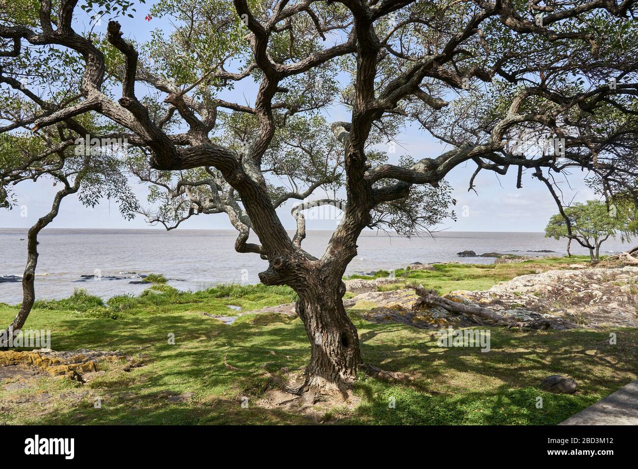 Knorriger Baum am Ufer in Colonia del Sacramento, Uruguay. Stockfoto