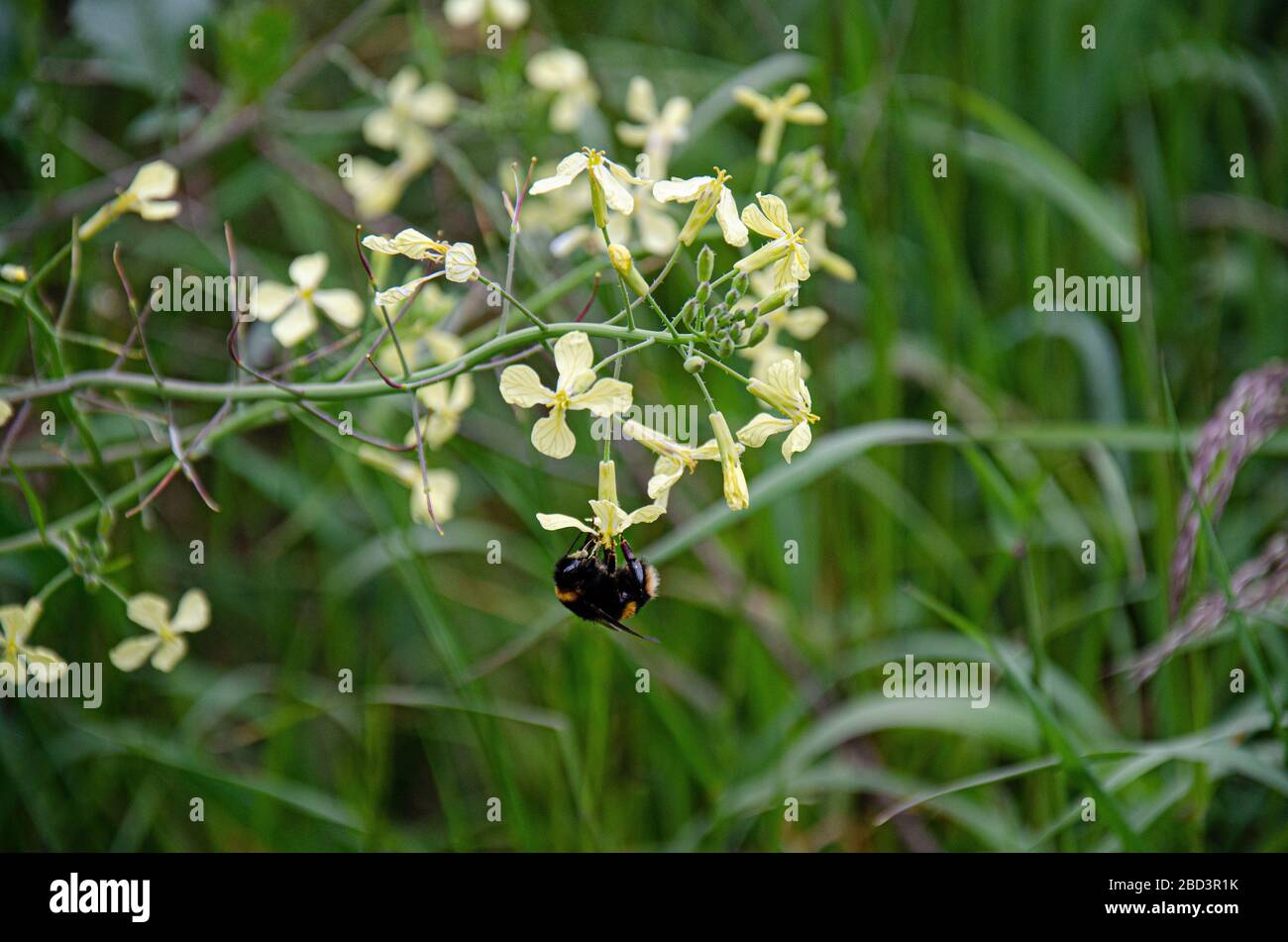 Hummel bestäubt auf gelben Blume in hohen grünen Gras Stockfoto
