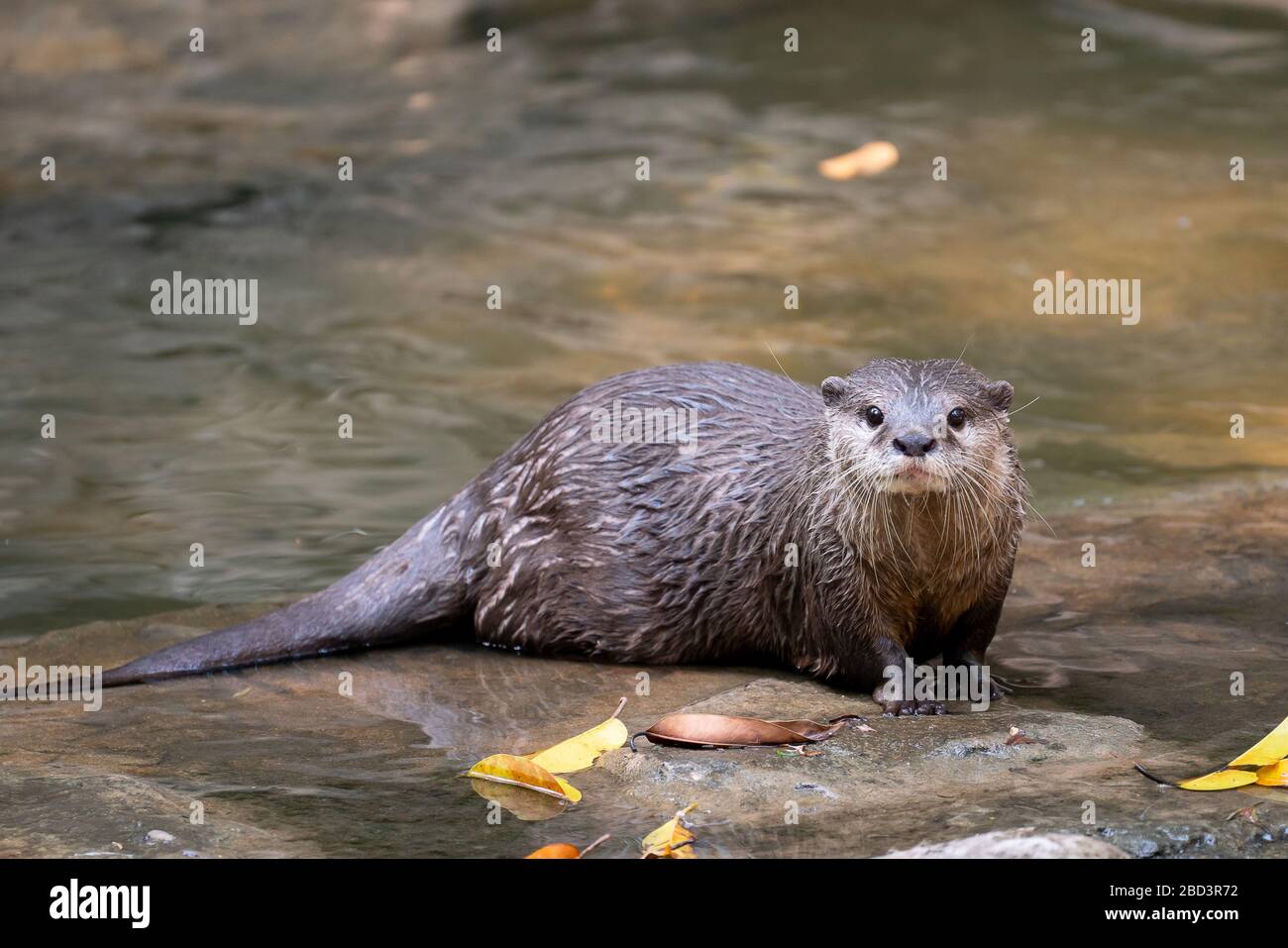 Asiatischer Kleinklockenotter ( Aonyx cinereus ) im Fluss Stockfoto