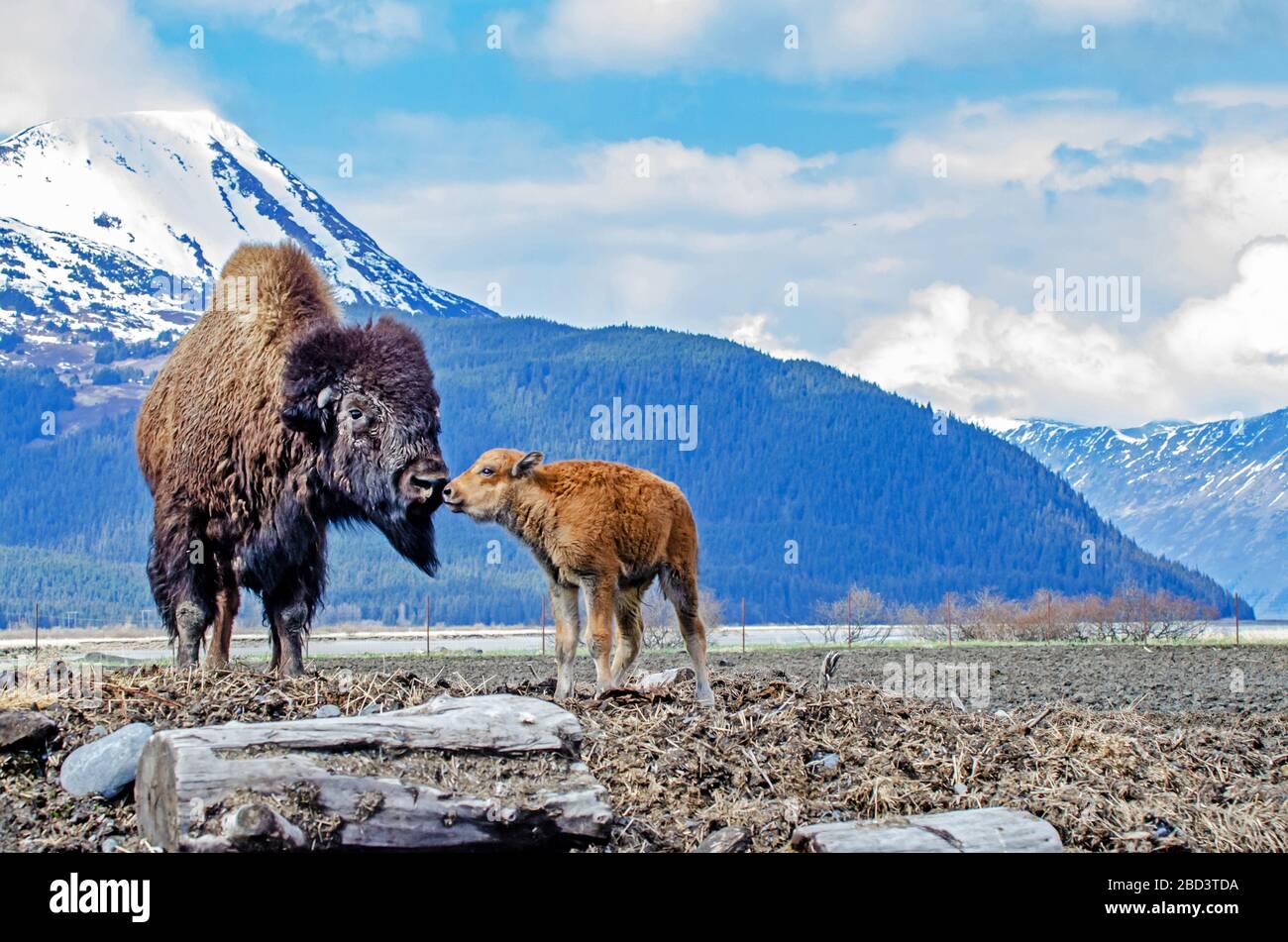Wood Bison & Calf im Alaska Wildlife Conservation Center, das einen Moment teilt - Portage, Alaska Stockfoto