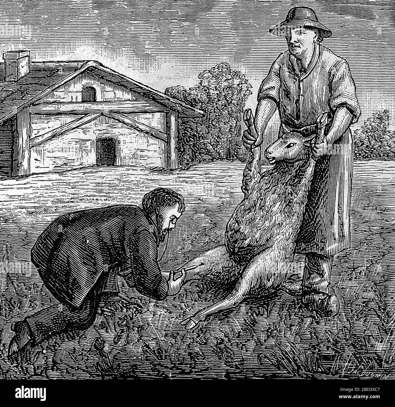 Louis Pasteur geimpft Schafe gegen Milzbrand. Stockfoto