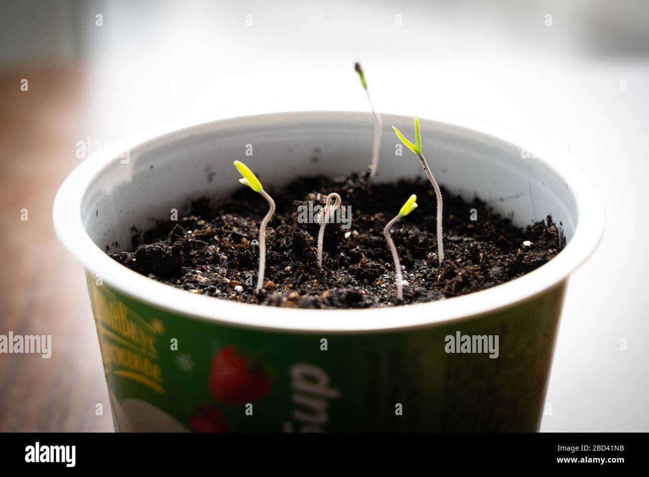 Grüne Triebe neigen dazu zu leuchten. Pflanzen in Zeitlupe wachsen, Sämlinge neugeborener Tomaten auf der Fensterbank sprießen Stockfoto