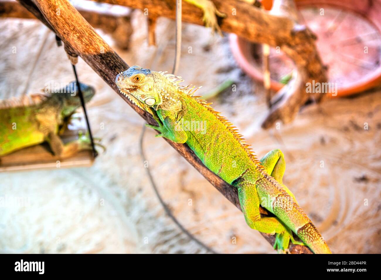 Einzelnes grünes Iguana-Haustier, das auf Holzzweigen krabbelt und in einem Käfig eingeschlossen ist. Stockfoto