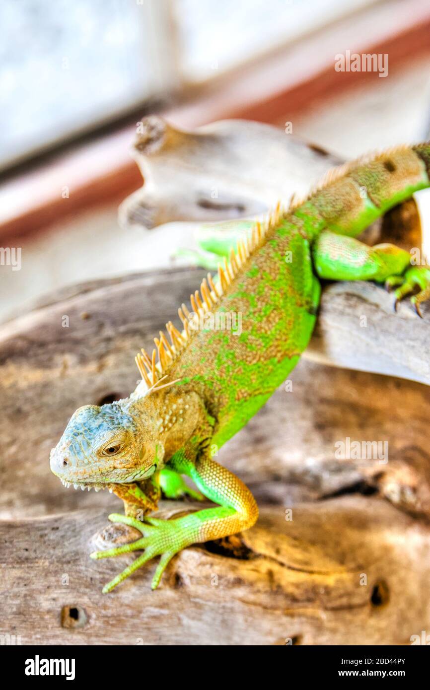 Einzelnes grünes Iguana-Haustier, das auf Holzzweigen krabbelt und in einem Käfig eingeschlossen ist. Stockfoto
