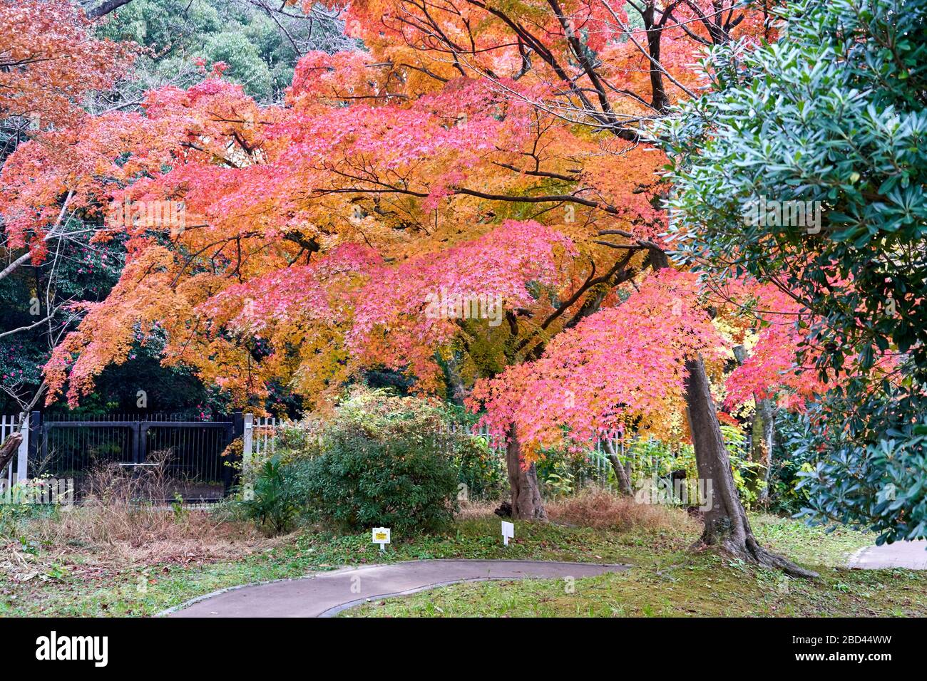 Große rote japanische Ahornbäume im Herbst Stockfoto