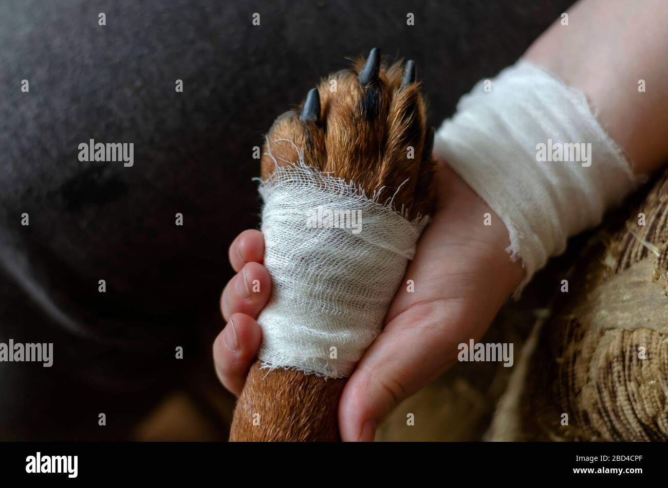 Gebandte Hundepfote in der Hand. Eine weibliche Hand mit Bandbürste hält die Wunde eines Rottweilers. Pflege von Haustieren. Nahaufnahme. Selektiver Fokus. Stockfoto