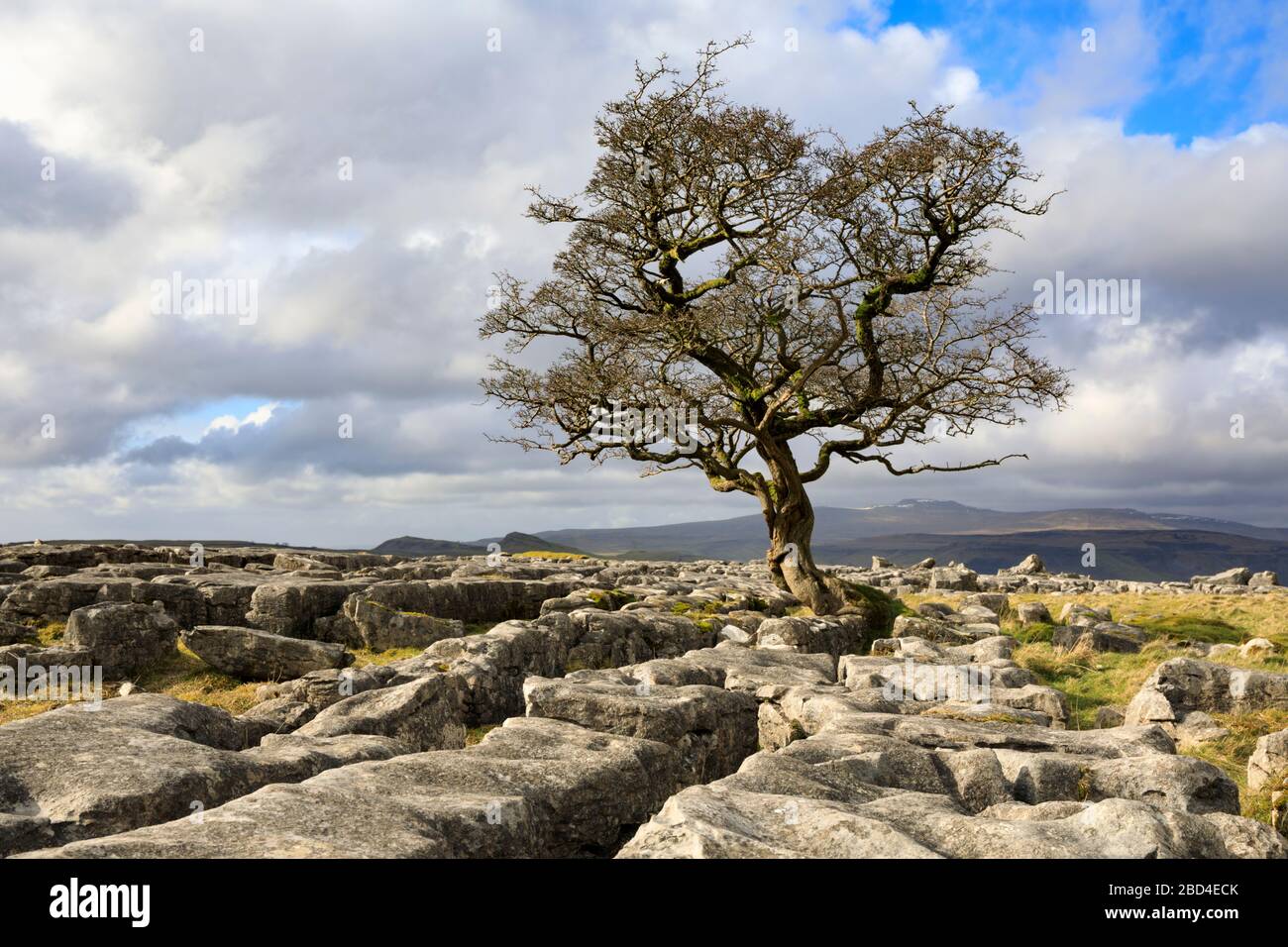 Ein einsamer Weißdornbaum bei den Winskill Stones im Yorkshire Dales National Park. Stockfoto