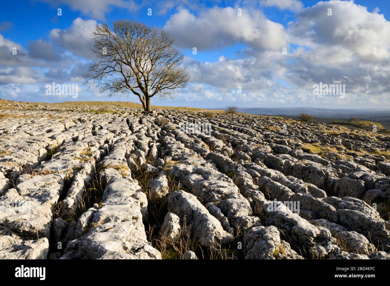 Eine einsame Eiche auf einem Flecken Kalksteinpflaster bei Malham Lings im Yorkshire Dales National Park. Stockfoto