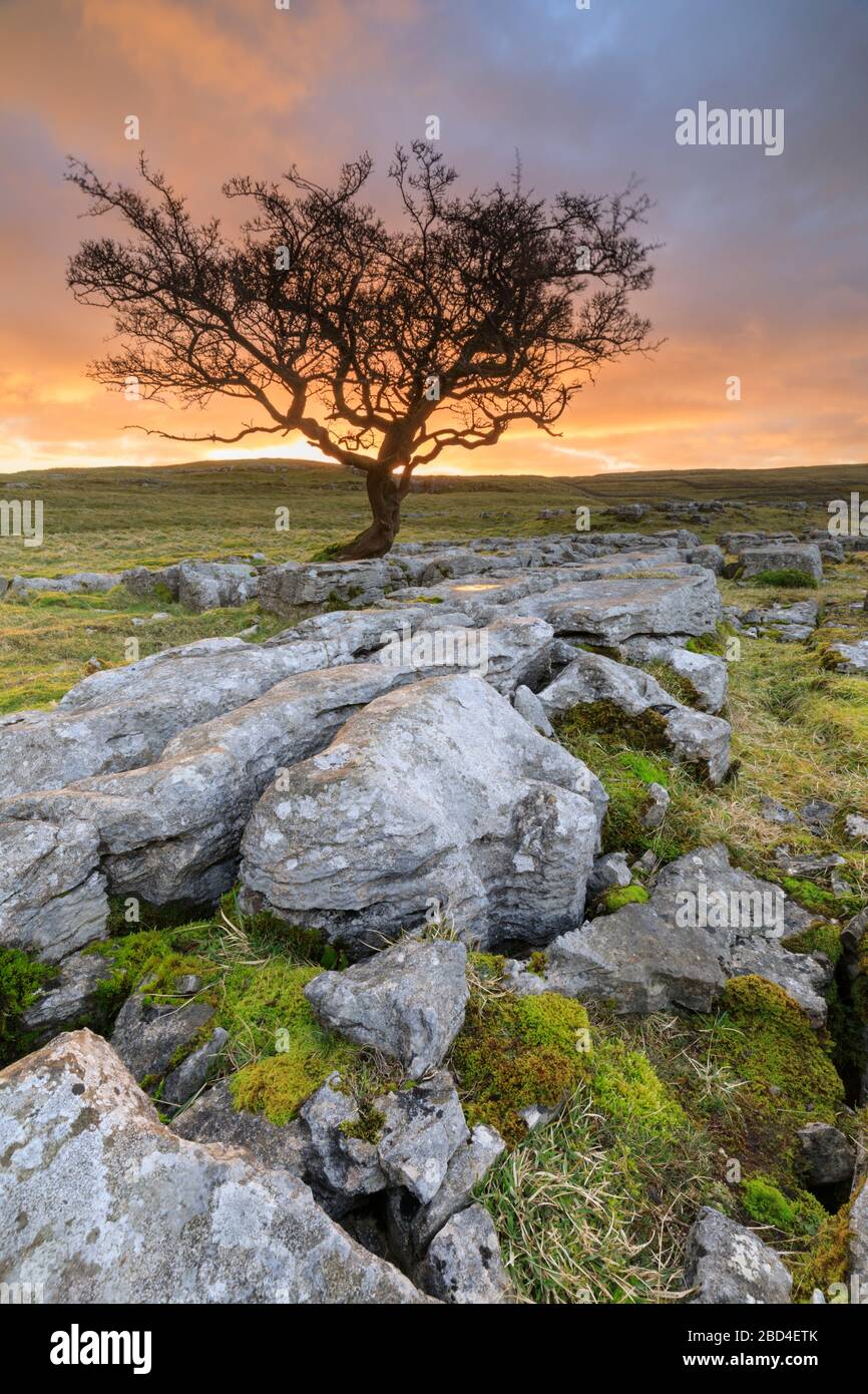 Ein einsamer Weißdornbaum bei den Winskill Stones im Yorkshire Dales National Park, der bei Sonnenaufgang gefangen wurde. Stockfoto