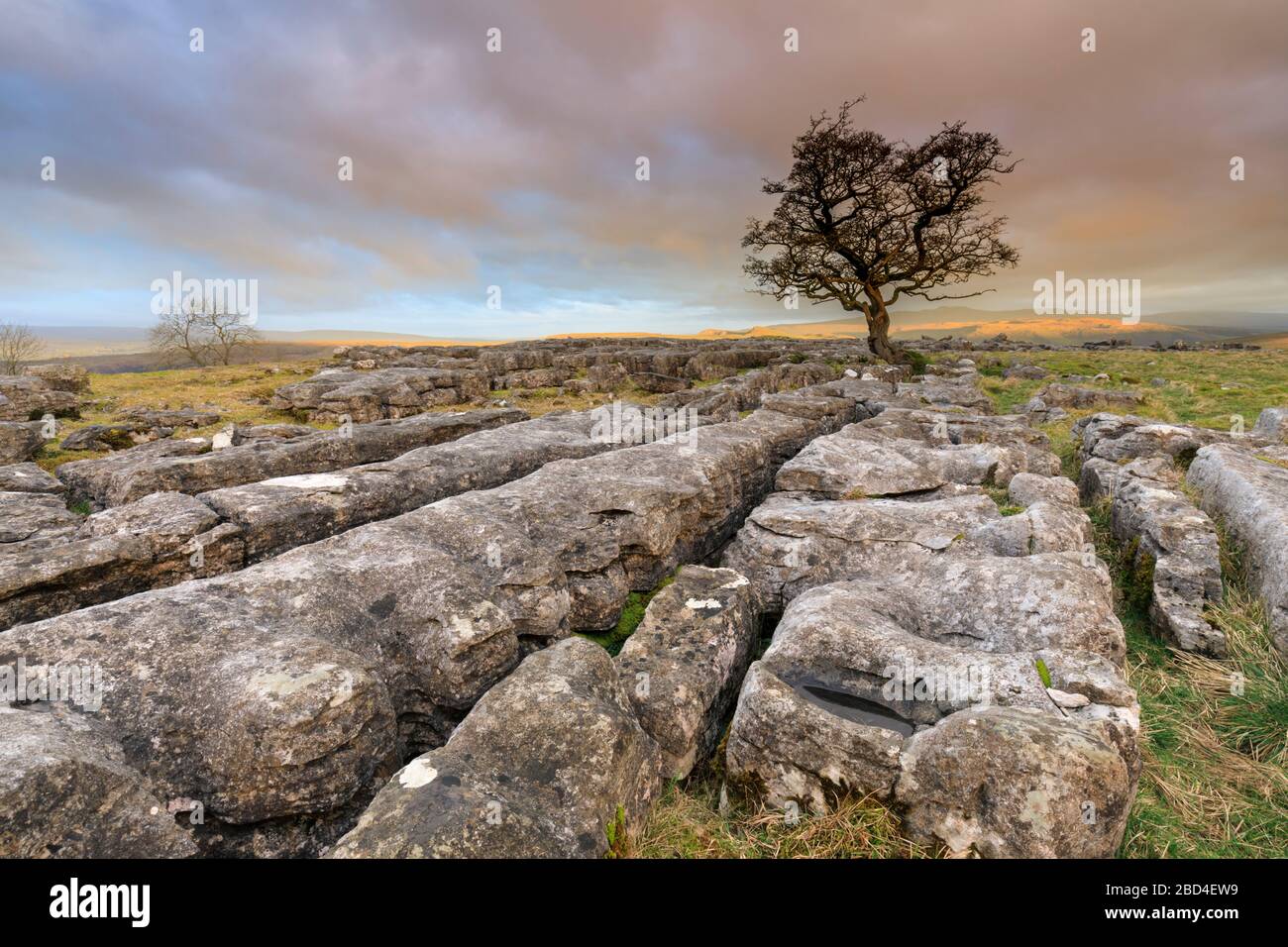 Ein einsamer Weißdornbaum bei den Winskill Stones im Yorkshire Dales National Park, der bei Sonnenaufgang gefangen wurde. Stockfoto