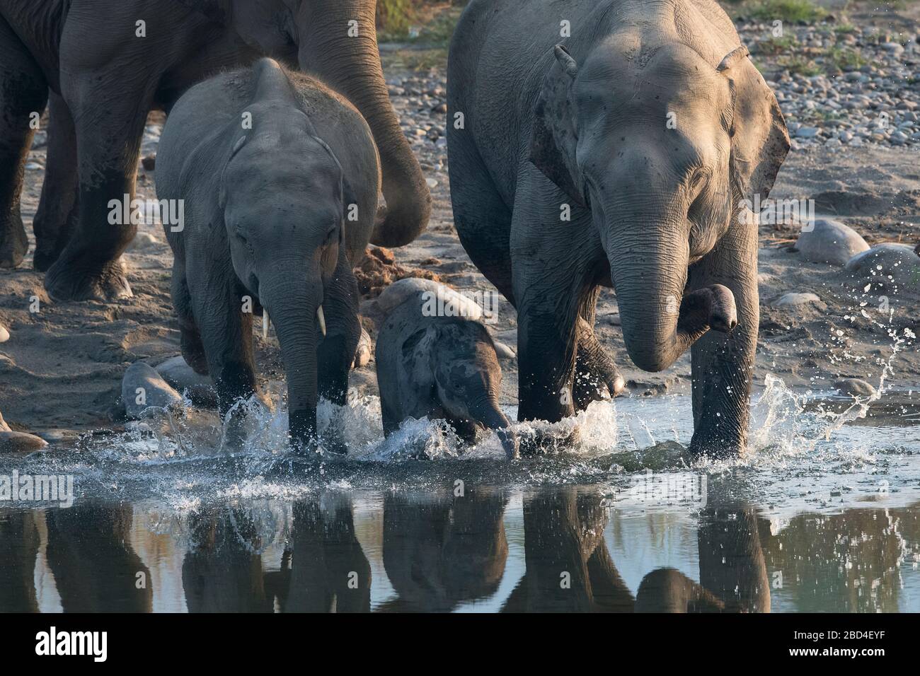 Das Bild der asiatischen Elefanten (Elephas maximus) Mutter und Kalb im Corbett Nationalpark, Indien, Asien Stockfoto