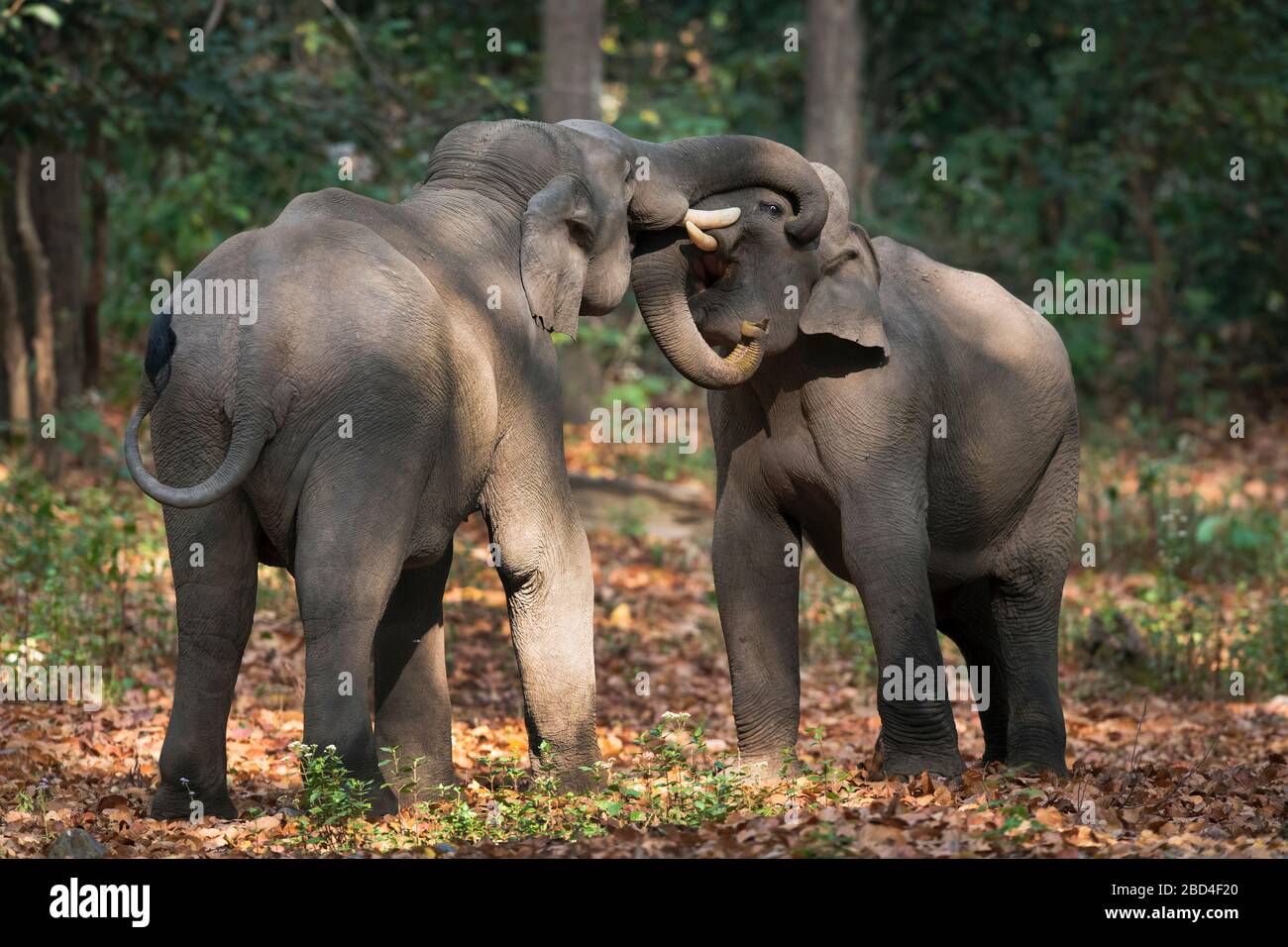 Das Bild der asiatischen Elefanten (Elephas maximus) Tusker, die im Corbett Nationalpark, Indien, Asien kämpfen Stockfoto