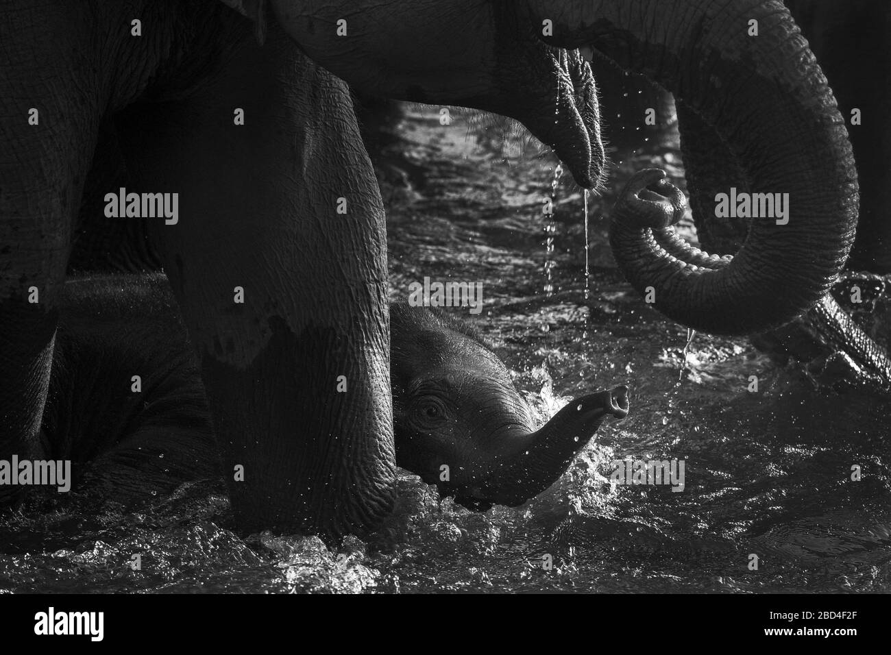 Das Bild der asiatischen Elefantenherde (Elephas maximus) und des Kalb-Trinkwassers im Nationalpark Corbett, Indien, Asien Stockfoto