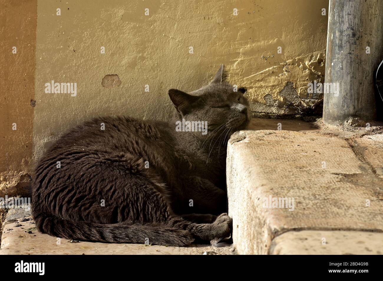 Faule schlafende Katze schläft an der Straßentreppe am sonnigen Tag/ lustige schlafende Katze beim Sonnenbaden auf der Straße Stockfoto