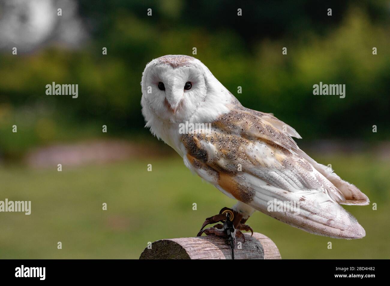 Gewöhnliche Scheuneneule Tytonidas Stockfoto