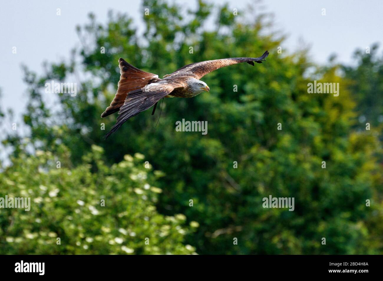 Milvus milvus Red Kite Flying Stockfoto