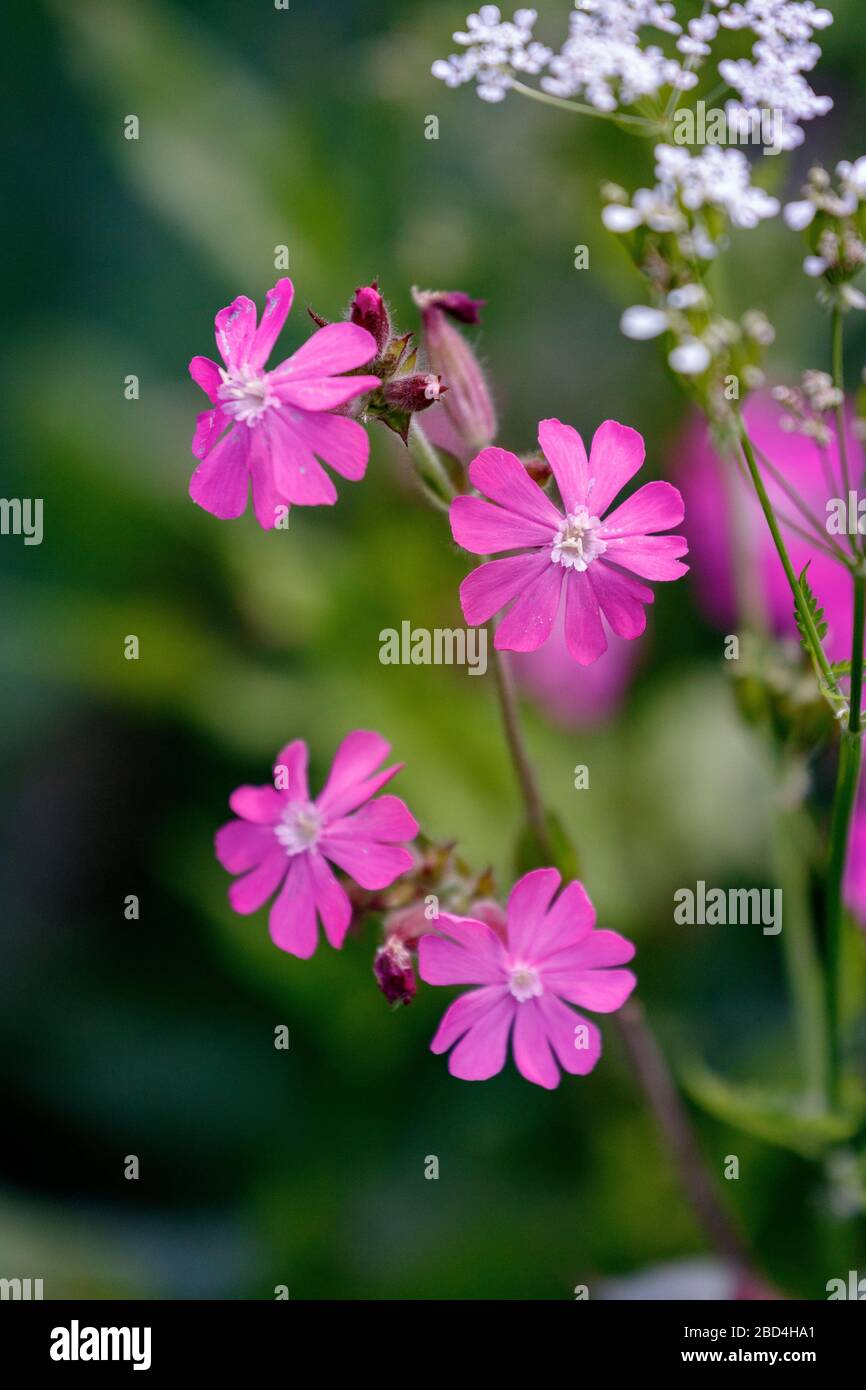 Wildblume Rosa Begleiter Stille Dioica Stockfoto