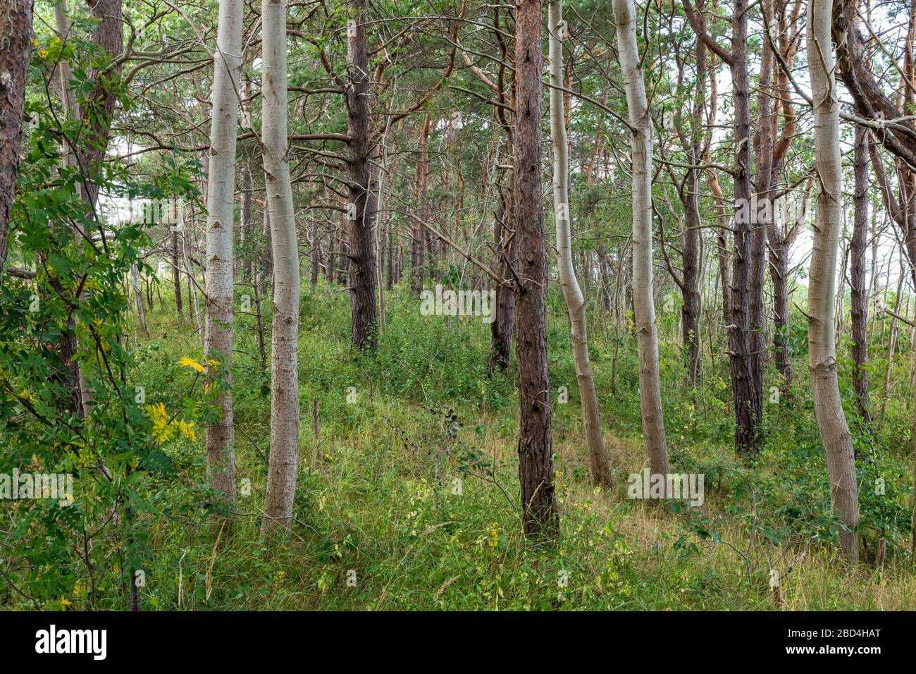 Wald direkt hinter dem Strand auf der Insel Rügen an der Ostseeküste Stockfoto