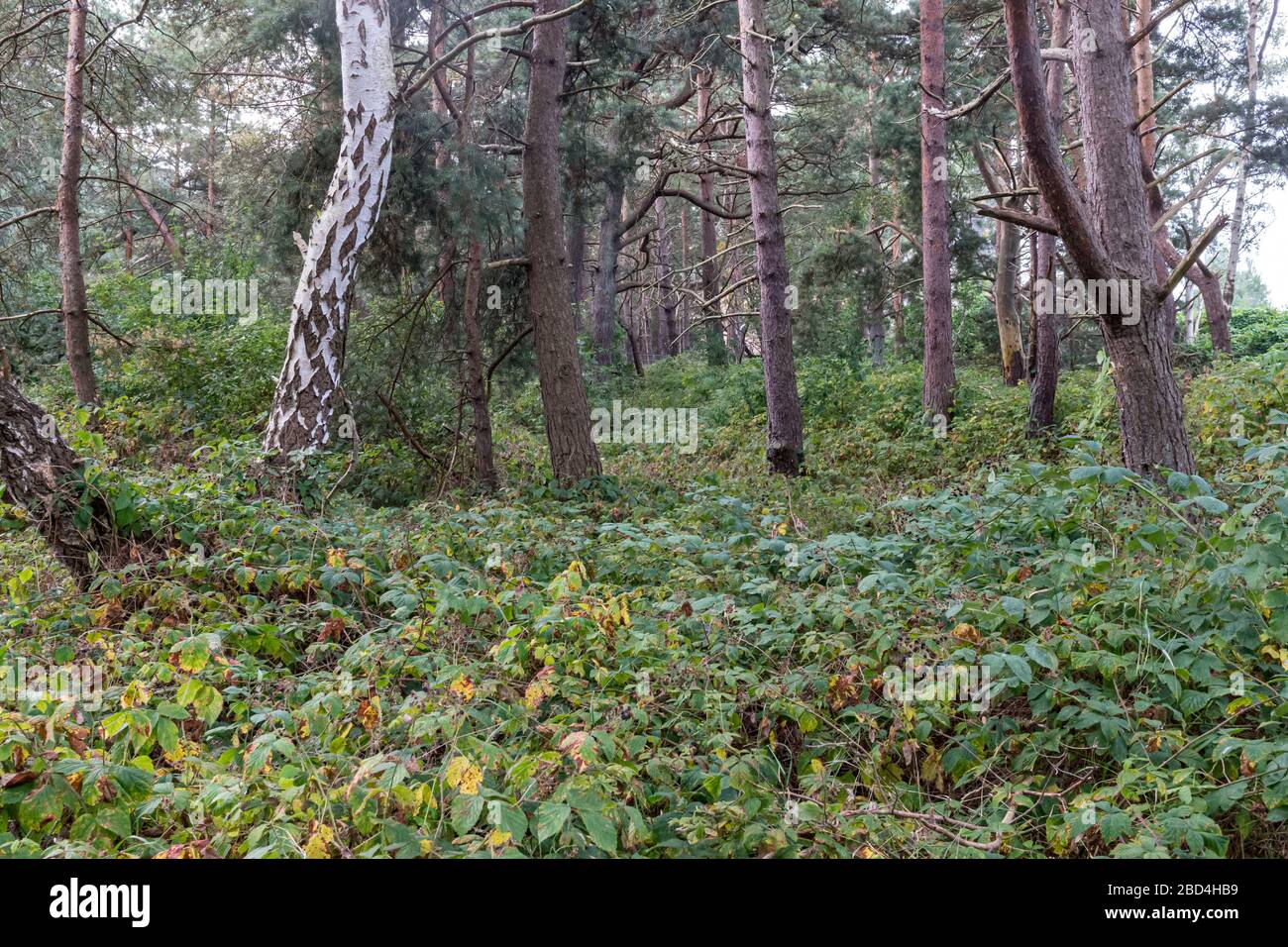 Wald direkt hinter dem Strand auf der Insel Rügen an der Ostseeküste Stockfoto