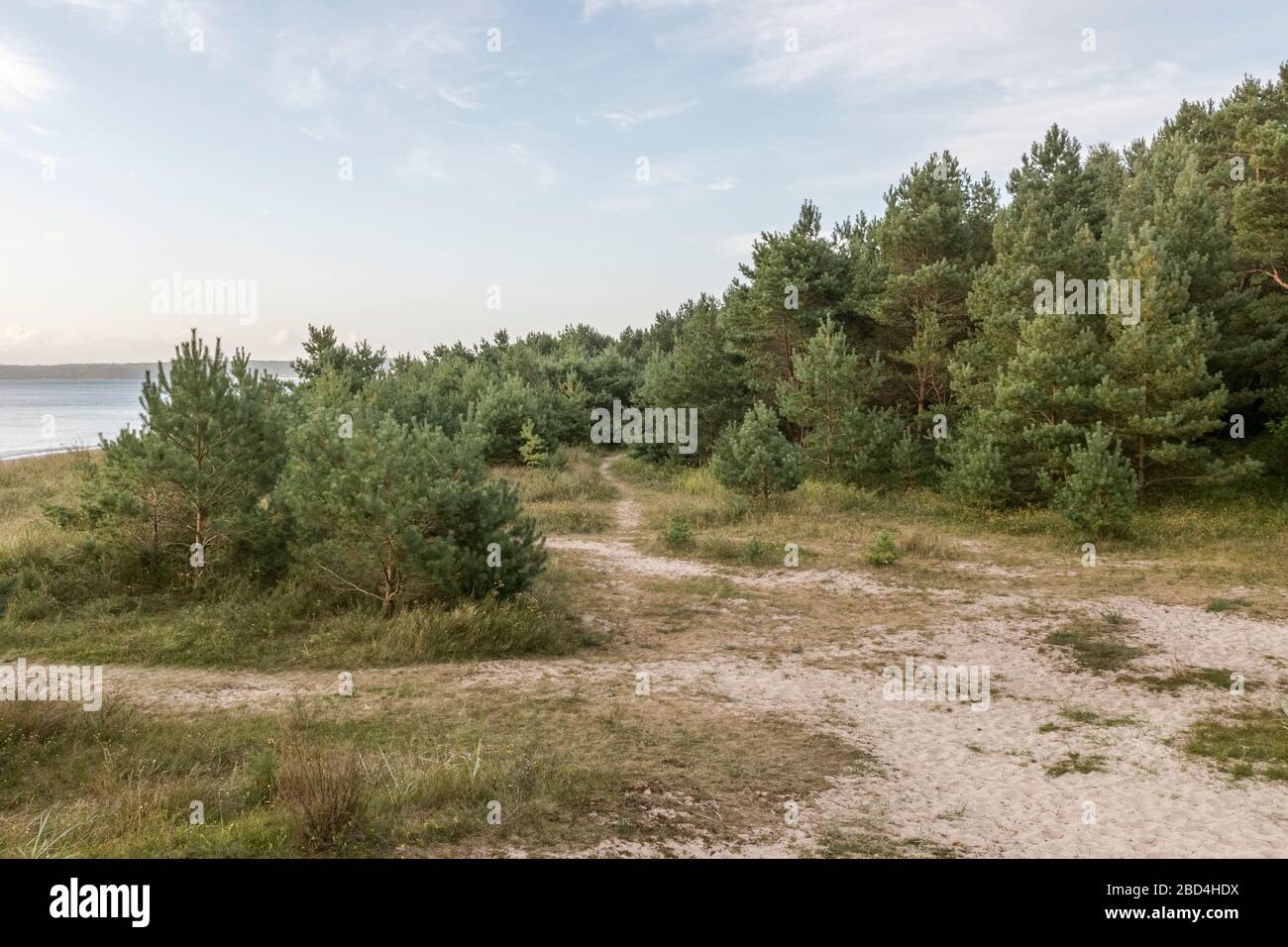 Wald und Vegetation direkt hinter dem Strand auf der Insel Rügen Stockfoto