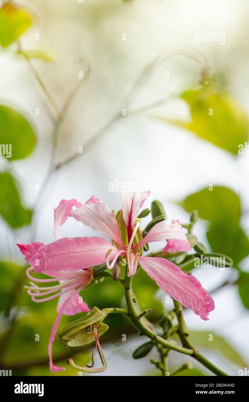 Lila Orchideenbaum ist eng mit Pfau Blume und schönsten, die königliche poinciana verwandt Stockfoto