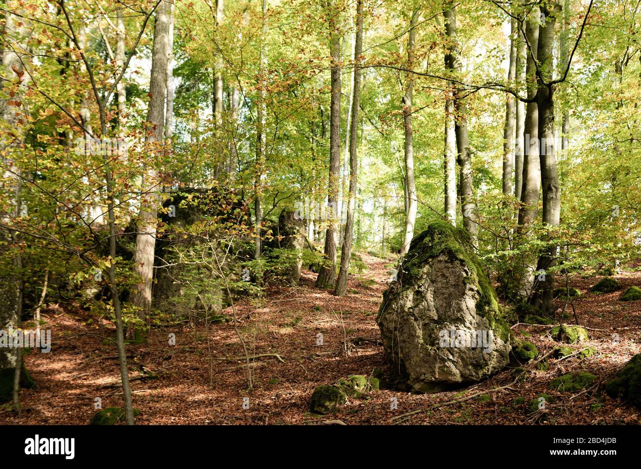 Grüner Laubwald mit Felsen, der Sie an Abenteuer denken lässt. Stockfoto