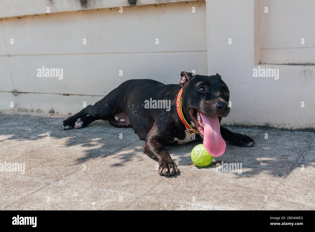 Fröhlicher, lächelnder junger schwarzer Pitbull-Hund, der mit grünem Tennisball spielt Stockfoto