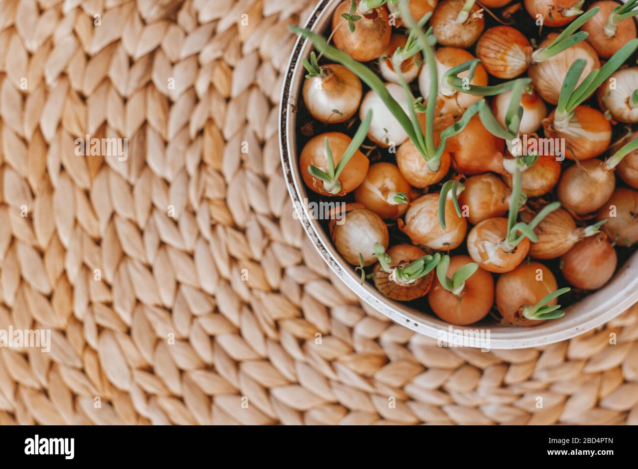 Zwiebeln, die zu Hause in einem Plastikbehälter angebaut werden. Geflochtener natürlicher Hintergrund. Stockfoto