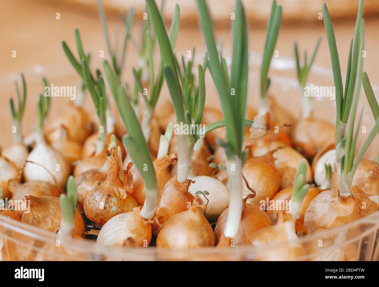 Zwiebeln, die zu Hause in einem Plastikbehälter angebaut werden. Natürliche Gartenarbeit. Stockfoto