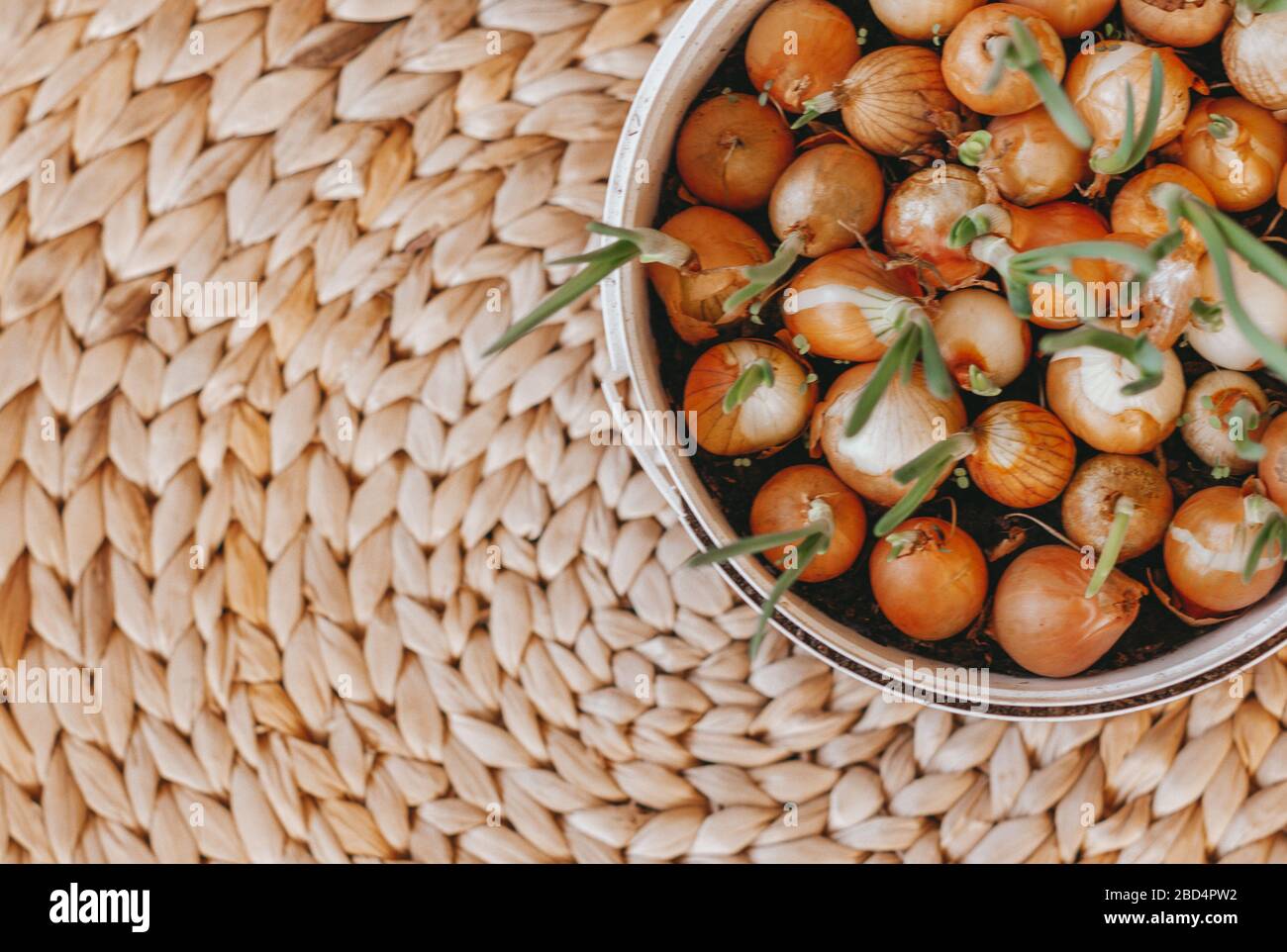 Zwiebeln, die zu Hause in einem Plastikbehälter angebaut werden. Geflochtener natürlicher Hintergrund. Stockfoto
