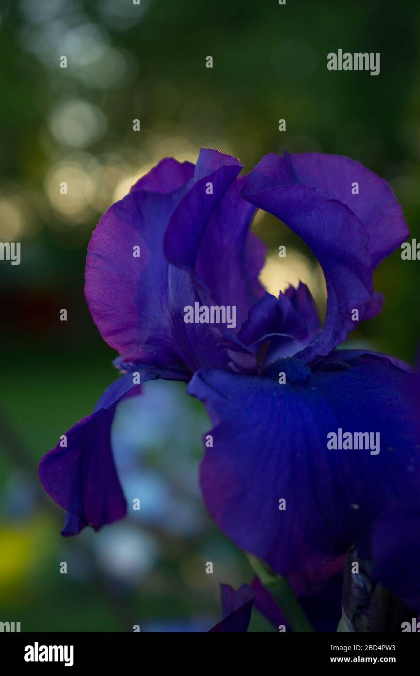 Deep Purple Iris Nahaufnahme Makro Aufnahme von Reproductive Parts Stamen Stockfoto