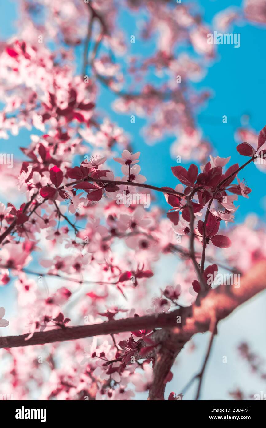 Fruhlingshintergrund In Form Von Bluhenden Baumzweigen Mit Rosafarbenen Blumen Vor Blauem Himmel Fruhlingsblumen Schone Naturszene Mit Einer Blute Stockfotografie Alamy