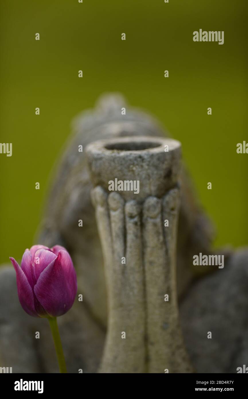 Eine rosa Tulpe Blüte mit Garten Dekor der Hände beten Holding Schüssel im Hintergrund Stockfoto