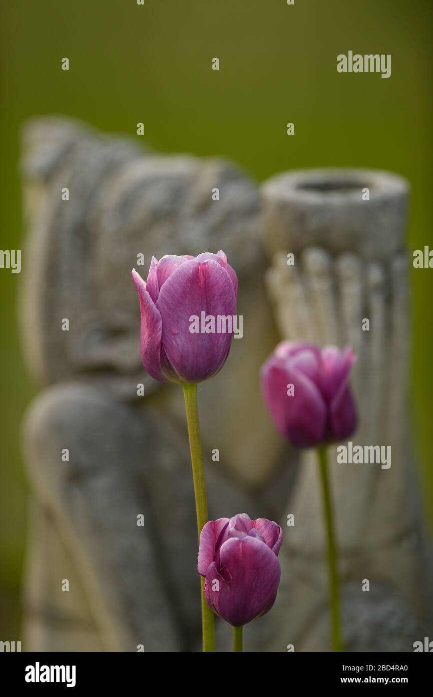 Drei rosa Tulpen blühen im Hausgarten mit weiblichen Garten Dekor Statue hinter hält Schüssel mit Händen signalisiert Dankbarkeit Und Wertschätzung Stockfoto
