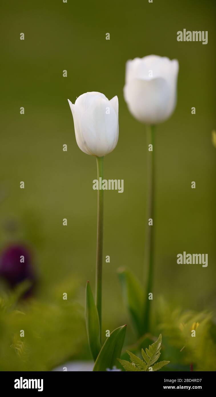 Zwei weiße Tulpen blühen im Blumengarten hoch mit lang Stiele vertikalen Format Raum für Typ Darstellung Frühling Blumen und Hochzeiten und Freundschaft Stockfoto