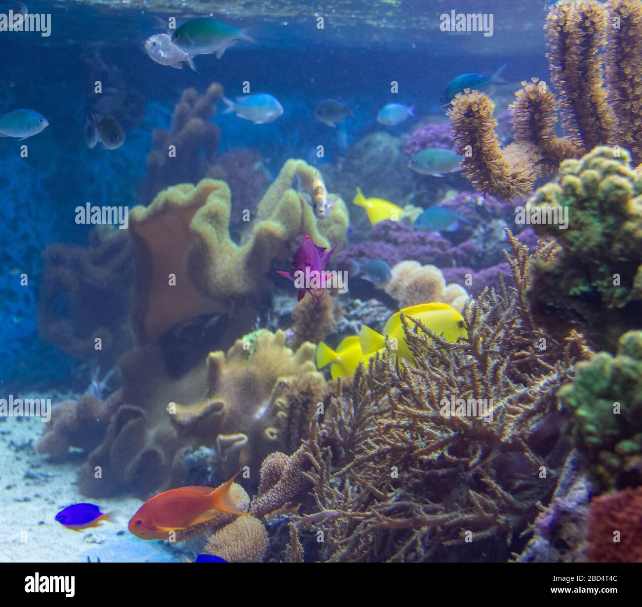 Bunte Korallenrifflandschaft mit vielen verschiedenen Korallen, Meeresanemonen und Fischen Stockfoto