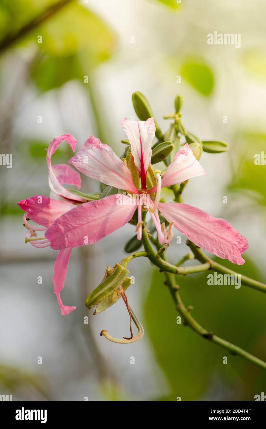 Lila Orchideenbaum ist eng mit Pfau Blume und schönsten, die königliche poinciana verwandt Stockfoto