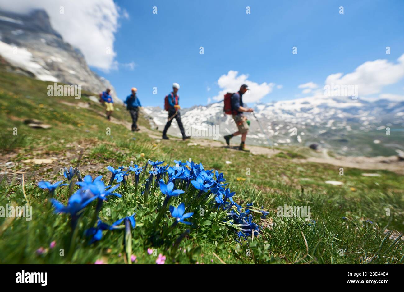 Selektiver Fokus der blauen Alpenblumen, eine Gruppe von vier Touristen, die mit Trekking-Ausrüstung und schönen Bergen im Hintergrund laufen. Bergwandern, Menschen erreichen den Gipfel. Alpinismus, Tourismus in den Alpen. Stockfoto