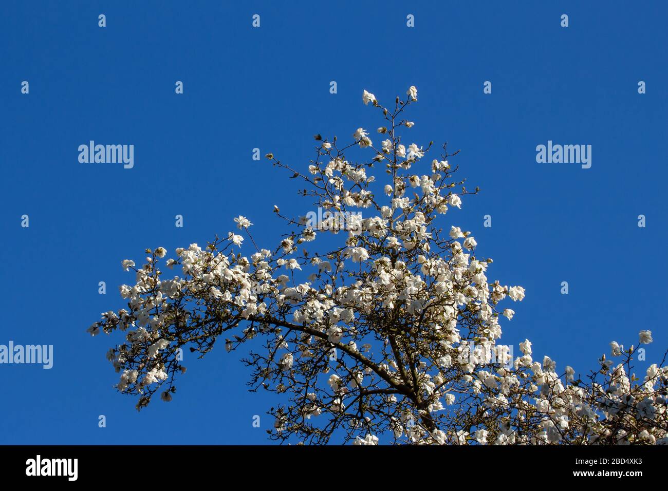 Niedriger Blickwinkel auf weiße Blumen eines Magnolienbaums vor einem klaren blauen Himmel, Magnolia grandiflora Stockfoto