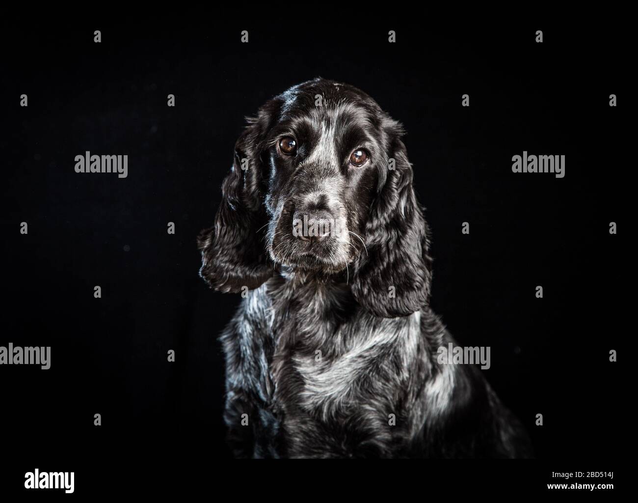 Schwarz-weißes Porträt eines Spaniels, der die Kamera anschaut Stockfoto