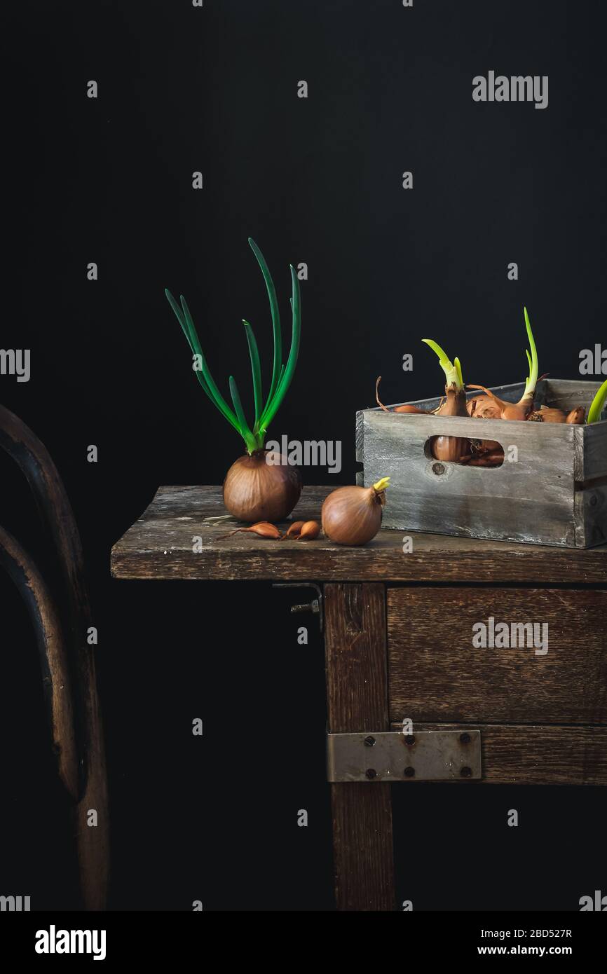 Dunkle Stimmung Stillleben mit grünen Zwiebeln im Frühjahr auf einem rustikalen Tisch gesprossen. Bleiben Sie zu Hause und wachsen Sie Ihre Gemüse während Covid 19 Quarantäne Stockfoto