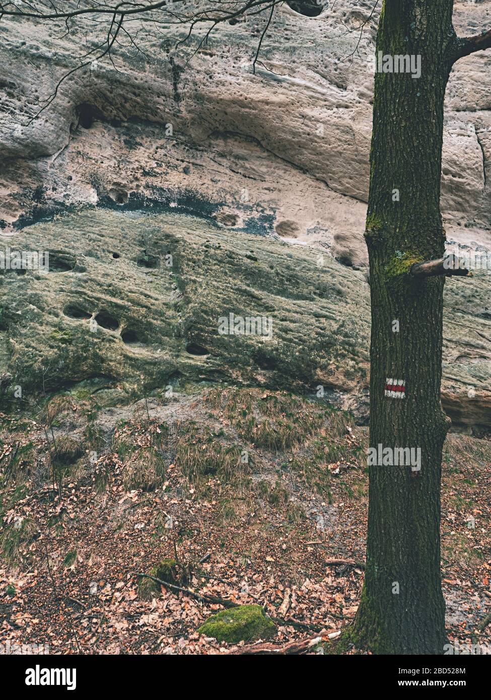 Die Marke eines Touristenklubs auf einem jungen Eichenstamm. Felsformation Weiße Steine. Stockfoto