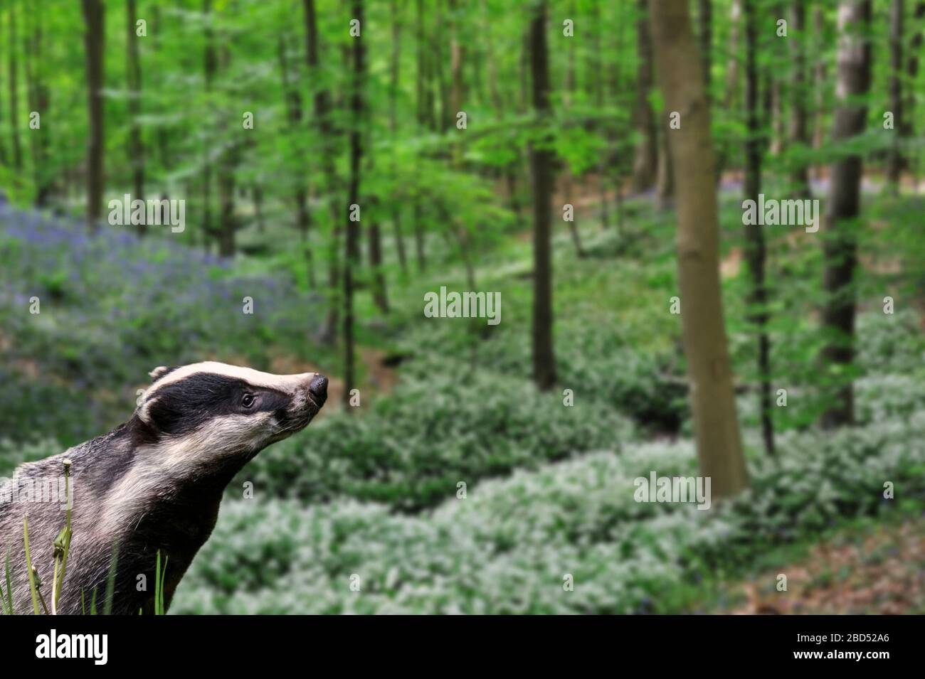 Europäischer Dachs (Meles meles), der im Frühjahr im Buchenwald mit Bläuzchen und wildem Knoblauch in Blumen wütet. Digitale Verbundwerkstoffe Stockfoto